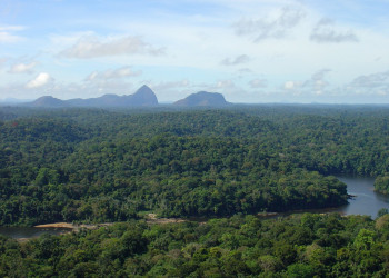 Вечнозелёные тропические леса – фотографии Суринама