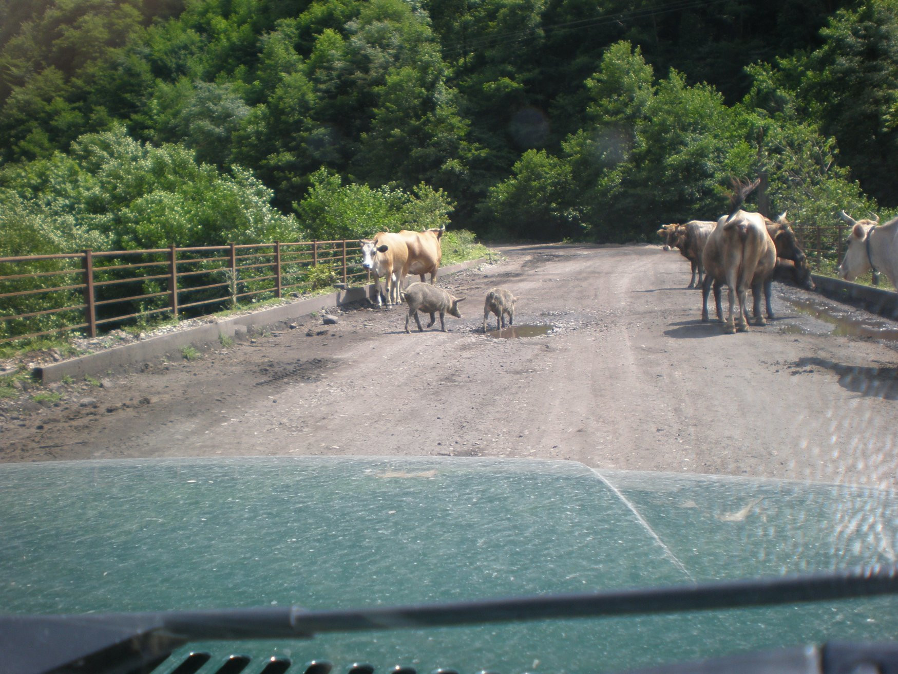Животные в Ткуарчал, Абхазия – фотографии Абхазии