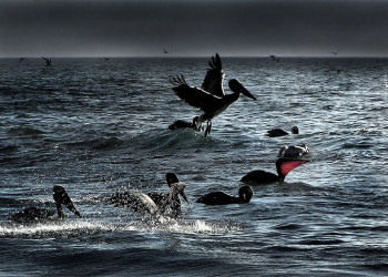 Масатлан, Мексика, фото № 43660 – фотографии Мексики