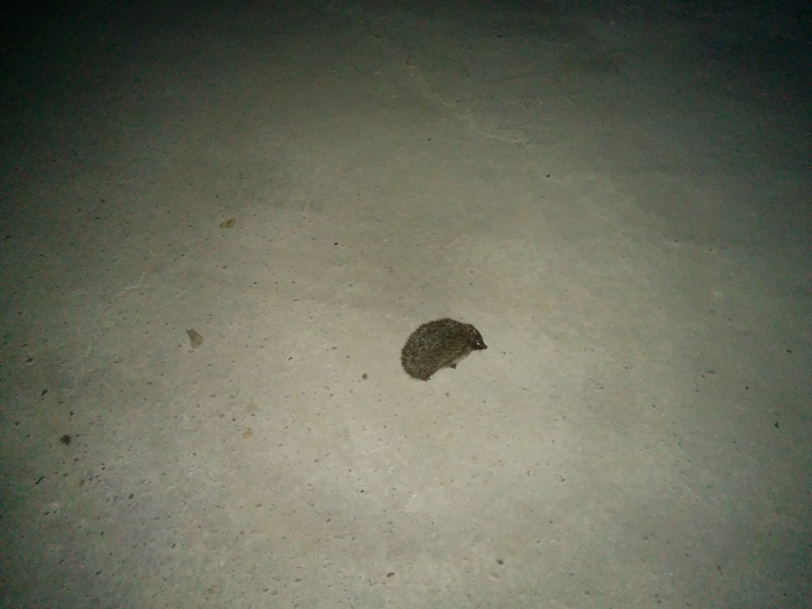 Ёжик ночью. Фото 1 – фотографии России