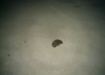 Ёжик ночью. Фото 1 – фотографии России