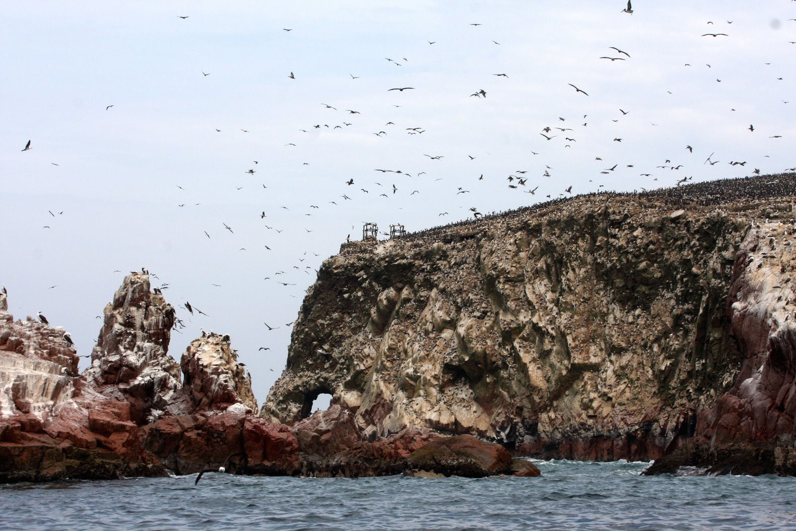 Колонии птиц на островах Бальестас – фотографии Перу