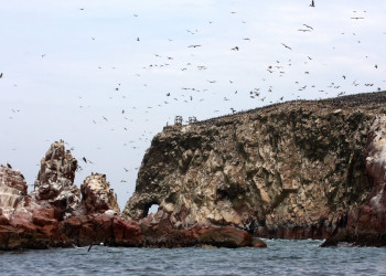 Колонии птиц на островах Бальестас – фотографии Перу