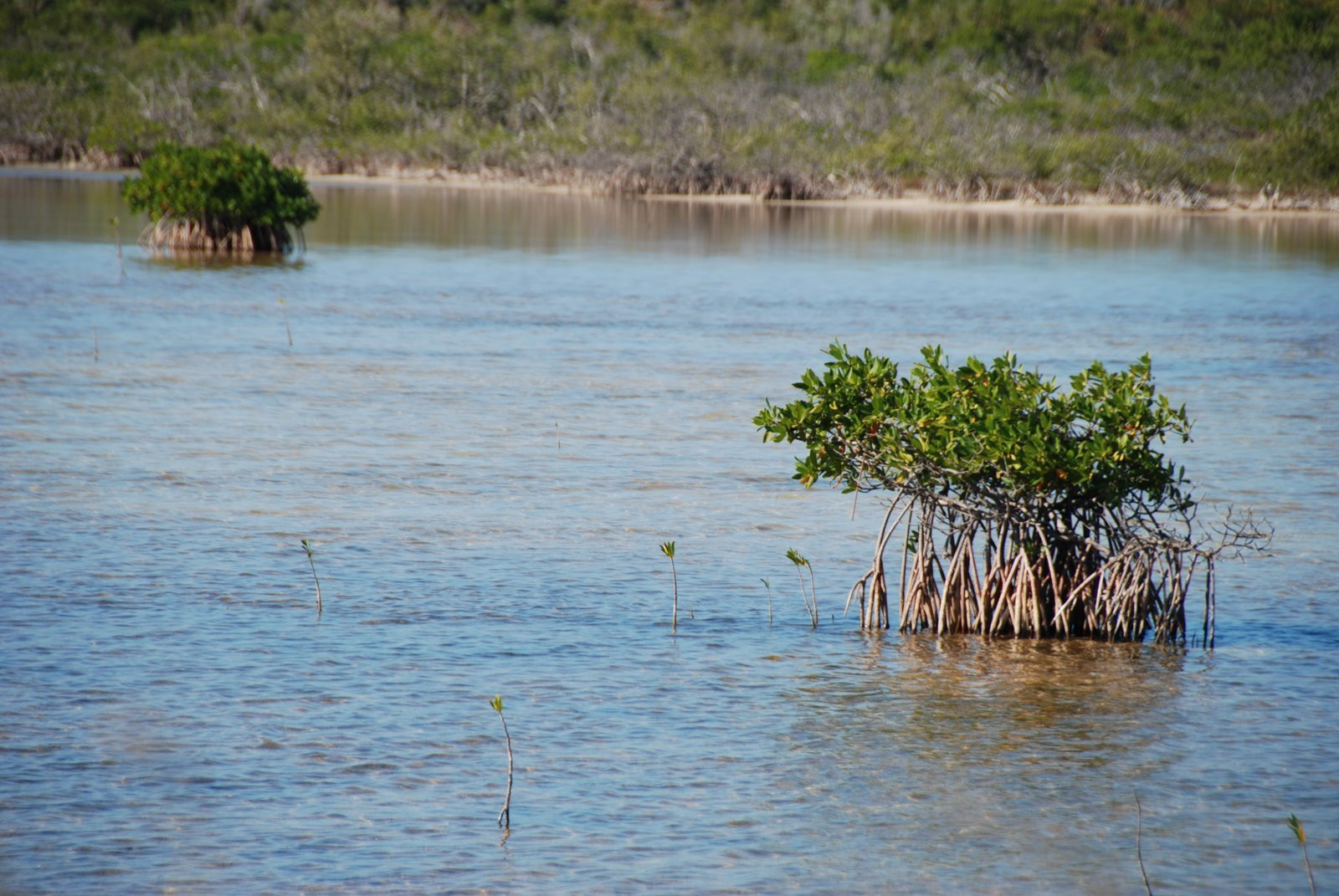 Море в Кайо-Лас-Брухас, Куба. Фото 6 – фотографии Кубы