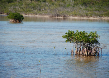 Море в Кайо-Лас-Брухас, Куба. Фото 6 – фотографии Кубы