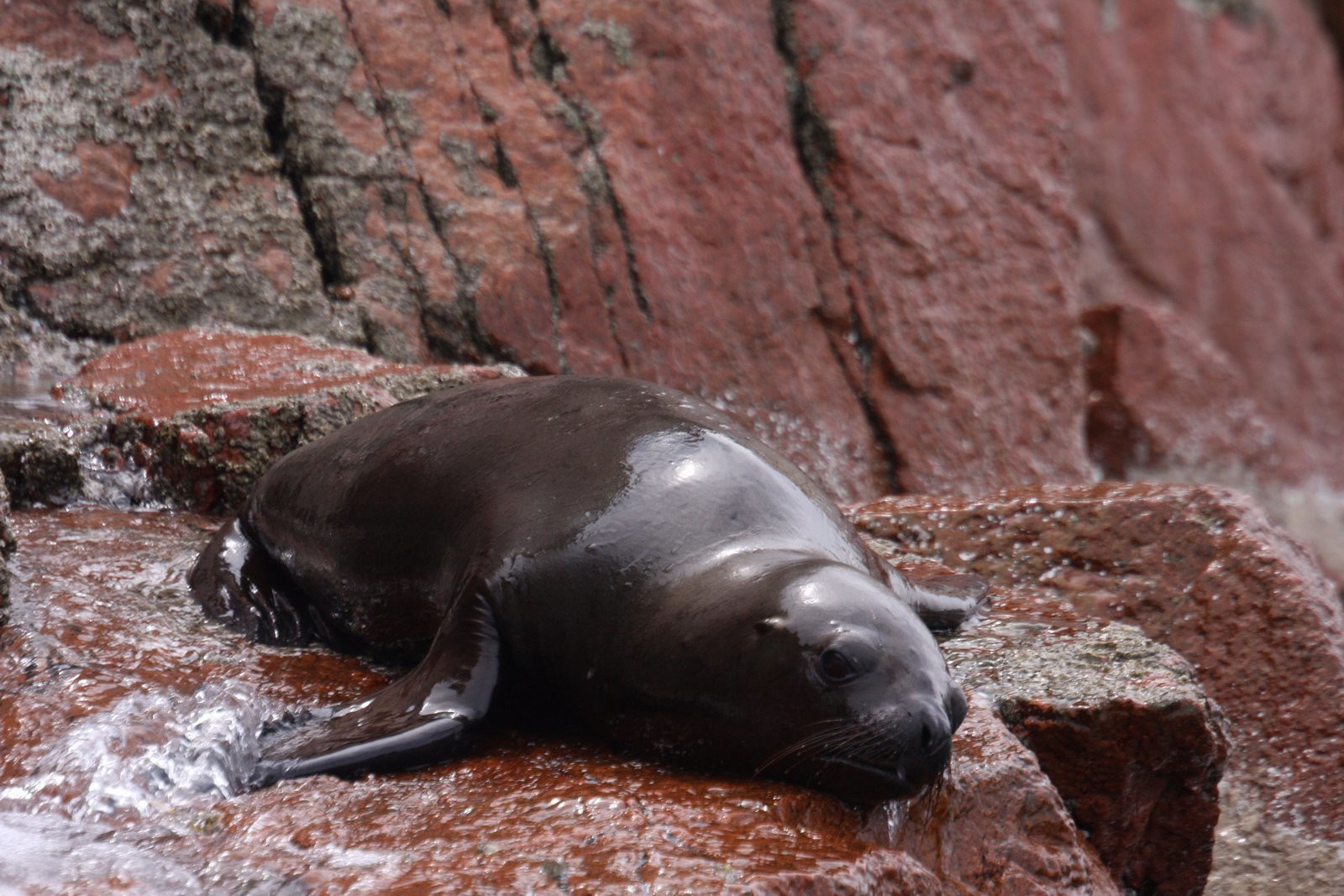 Морской котик на островах Бальестас – фотографии Перу