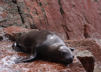 Морской котик на островах Бальестас – фотографии Перу