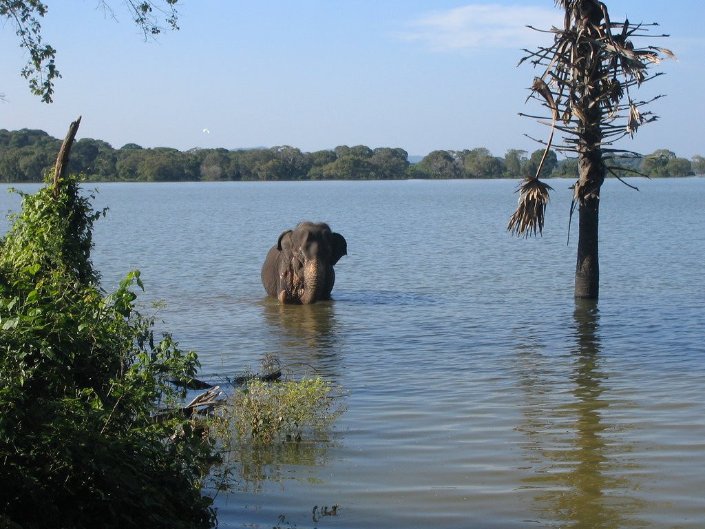 Кандалама, Шри-Ланка, фото № 51265 – фотографии Шри-Ланки