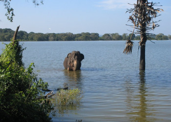 Кандалама, Шри-Ланка, фото № 51265 – фотографии Шри-Ланки