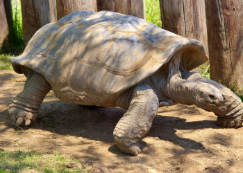 Огромная черепаха в Альдабра. Фото 1 – фотографии Сейшельских островов