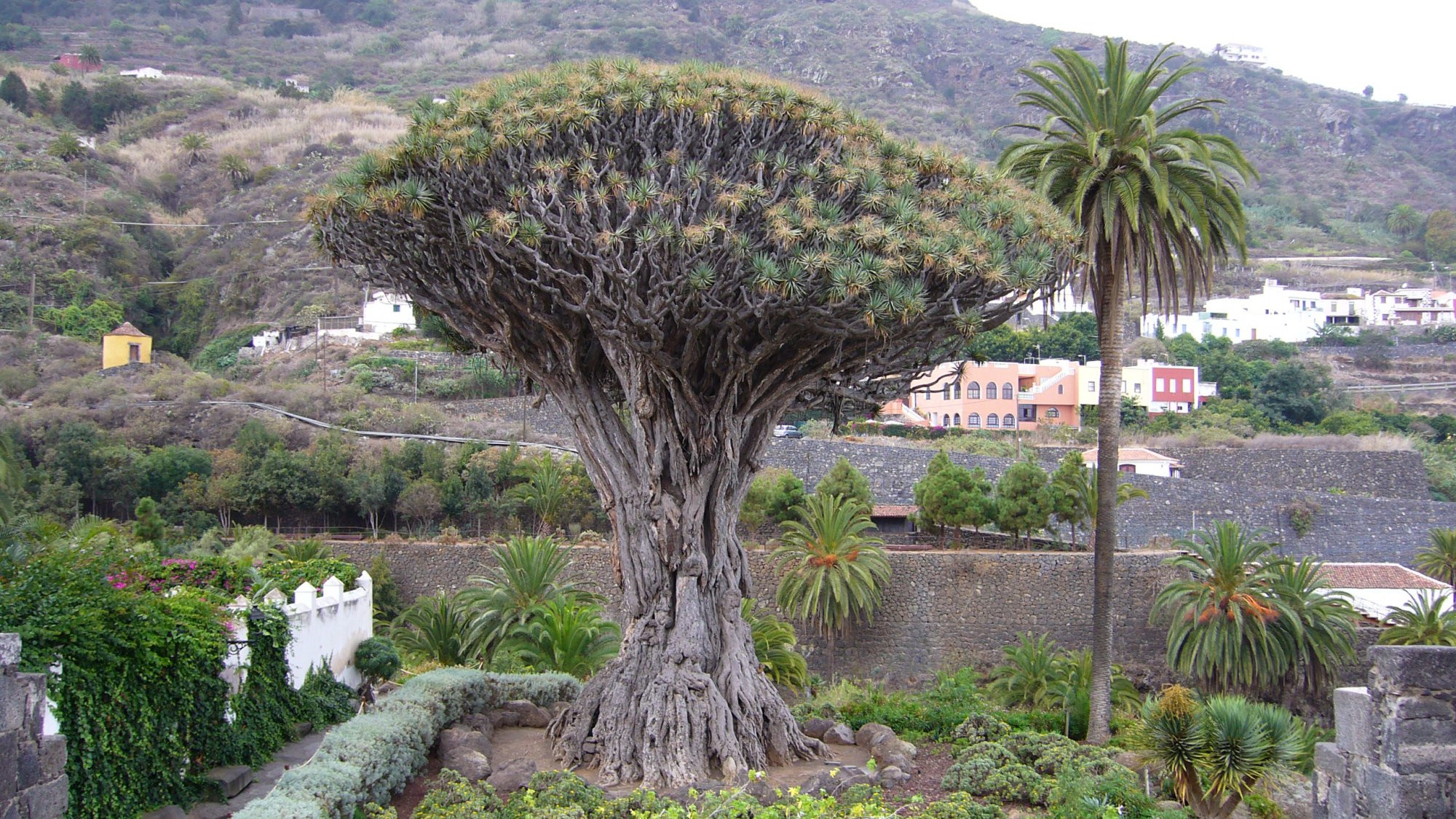 Икод-де-лос-Винос, Тенерифе остров, Канарские острова, фото № 33049 – фотографии Канарских островов