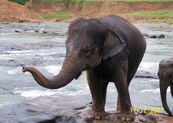 Шри-Ланка, фото № 1187 – фотографии Шри-Ланки