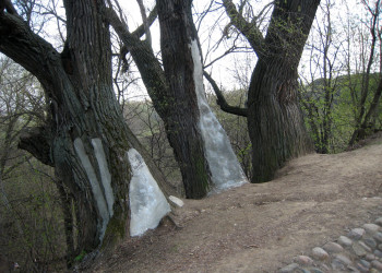 Деревья в парке Коломенское, Москва – фотографии России