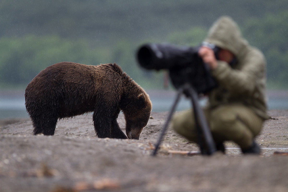 Мишка и фотограф, Камчатский полуостров. Фото 1 – фотографии России