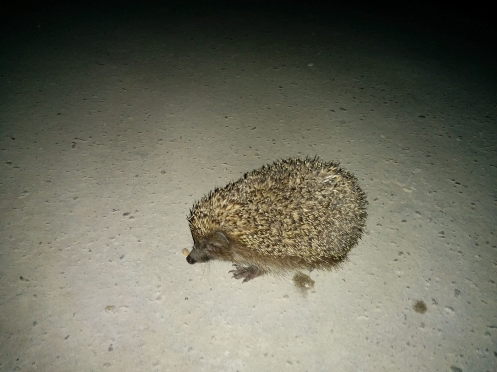 Ёжик ночью. Фото 3 – фотографии России