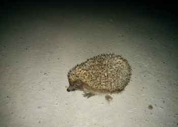 Ёжик ночью. Фото 3 – фотографии России