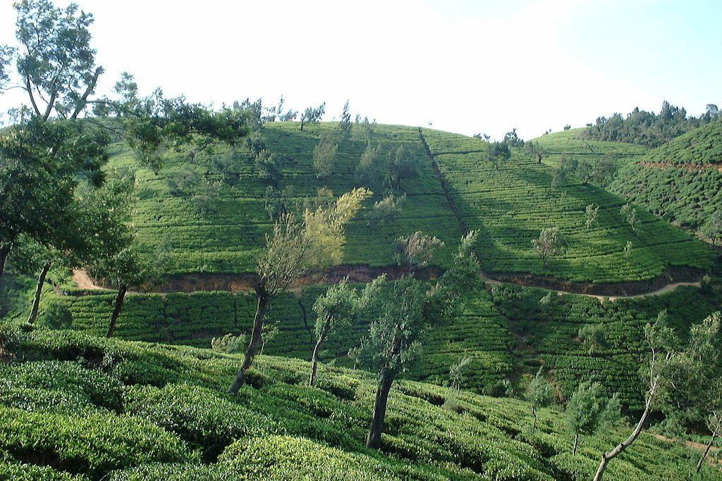 Нувара Элия, Шри-Ланка, фото № 52079 – фотографии Шри-Ланки