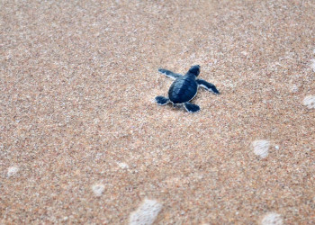 Черепашка))) – фотографии Омана