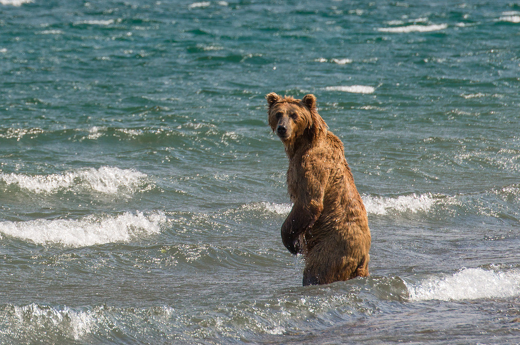 Медведь писает в воду на Камчатке – фотографии России