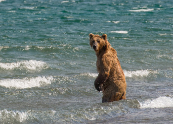 Медведь писает в воду на Камчатке – фотографии России