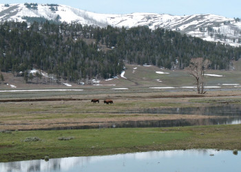 Йеллоустоун Национальный Парк, Вайоминг штат, США, фото № 67739 – фотографии США