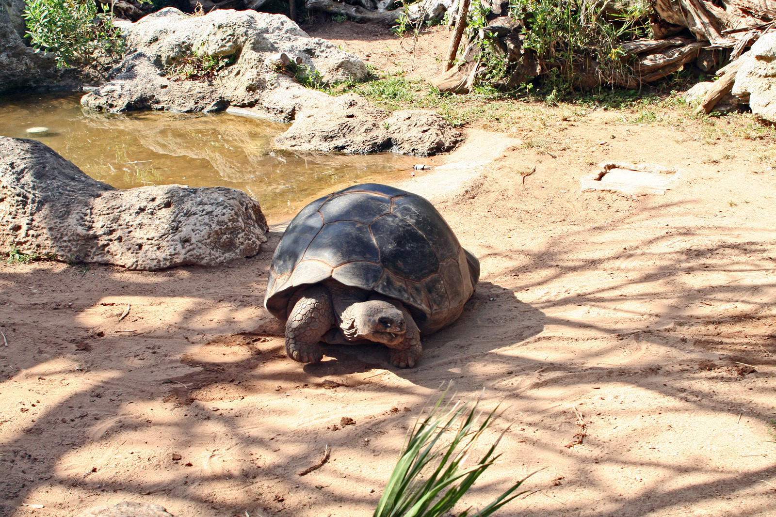 Зоопарк в районе Гамильтона. Фото 3 – фотографии Бермудских островов