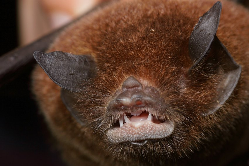 Французская Гвиана, фото № 2118 – фотографии Французской Гвианы