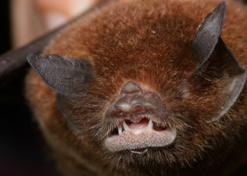 Французская Гвиана, фото № 2118 – фотографии Французской Гвианы