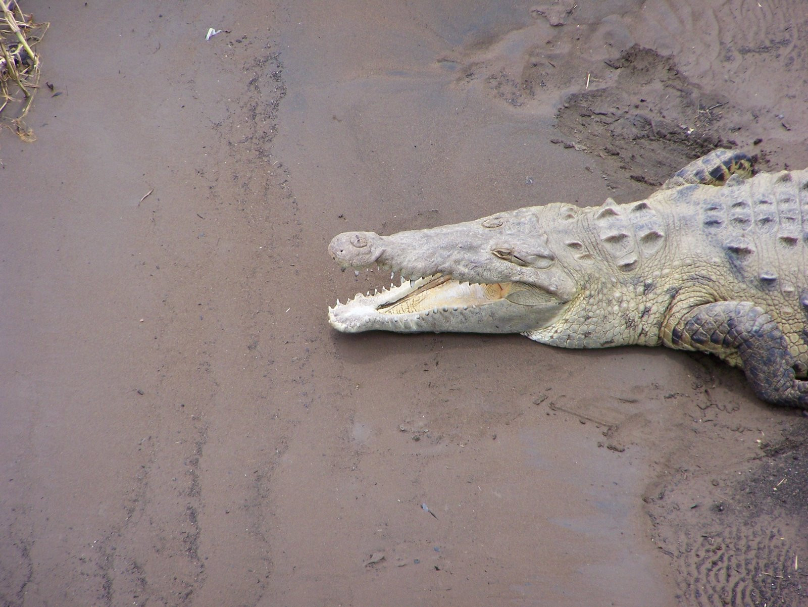 Мануэль Антонио Национальный Парк, Пунтаренас провинция, Коста-Рика, фото № 40647 – фотографии Коста-Рики