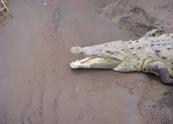 Мануэль Антонио Национальный Парк, Пунтаренас провинция, Коста-Рика, фото № 40647 – фотографии Коста-Рики