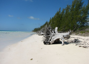 Деревья на острове Гранд Багама, Багамские острова. Фото 1 – фотографии Багамских островов