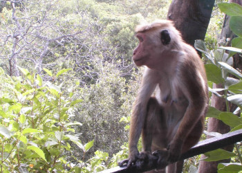 Кандалама, Шри-Ланка, фото № 51275 – фотографии Шри-Ланки