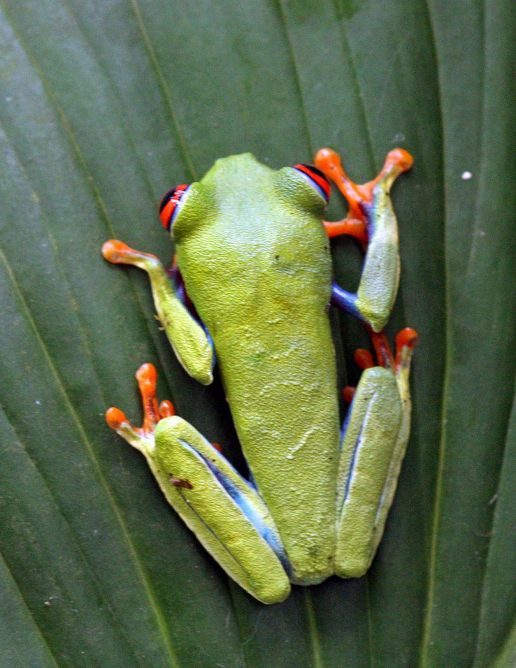 Тортугеро Национальный парк, Лимон провинция, Коста-Рика, фото № 40312 – фотографии Коста-Рики