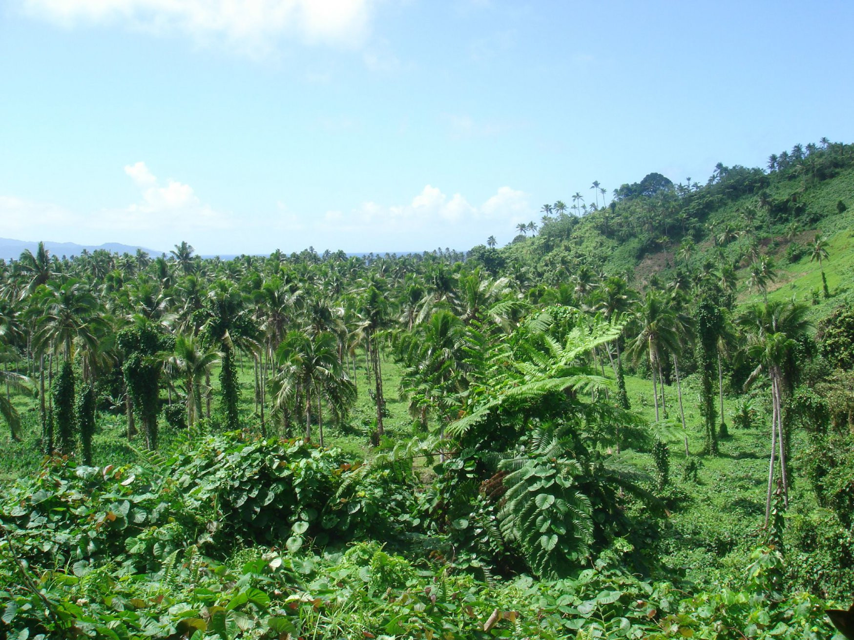 Камеа остров, Вануа Леву группа островов, Фиджи, фото № 49259 – фотографии Фиджи