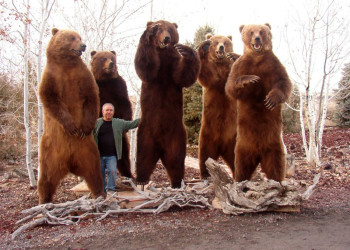 Чучела медведей и турист – фотографии России