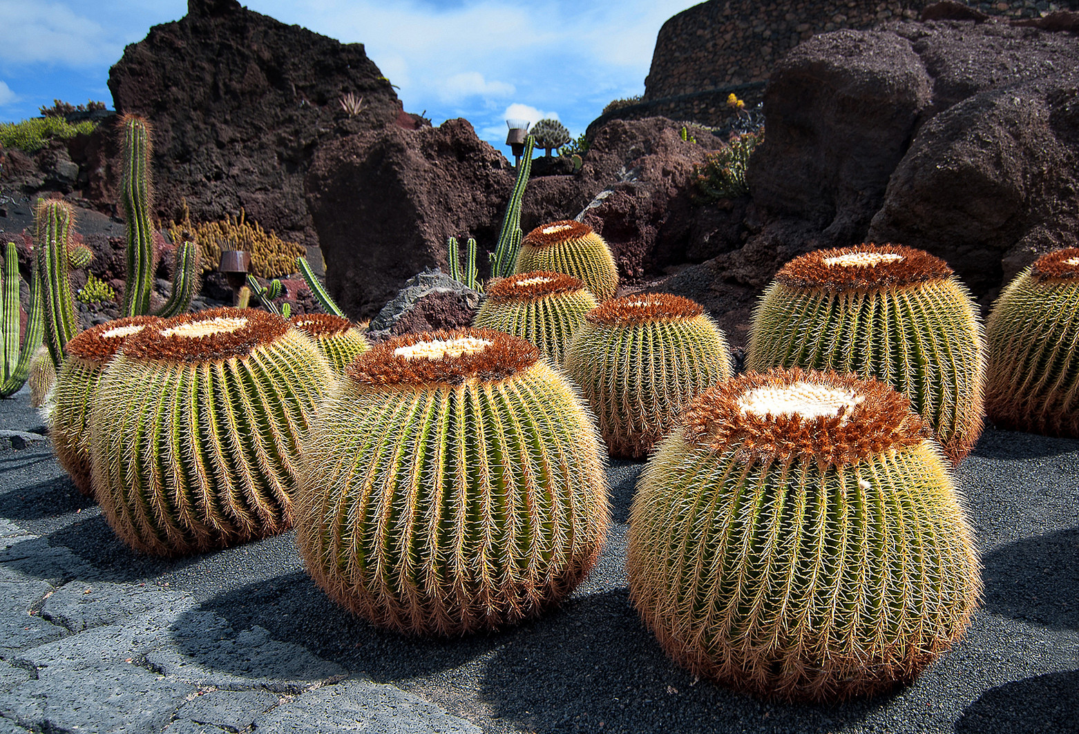 Кактусовый сад (Jardin de Cactus) – фотографии Канарских островов