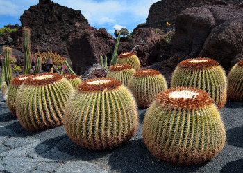 Кактусовый сад (Jardin de Cactus) – фотографии Канарских островов