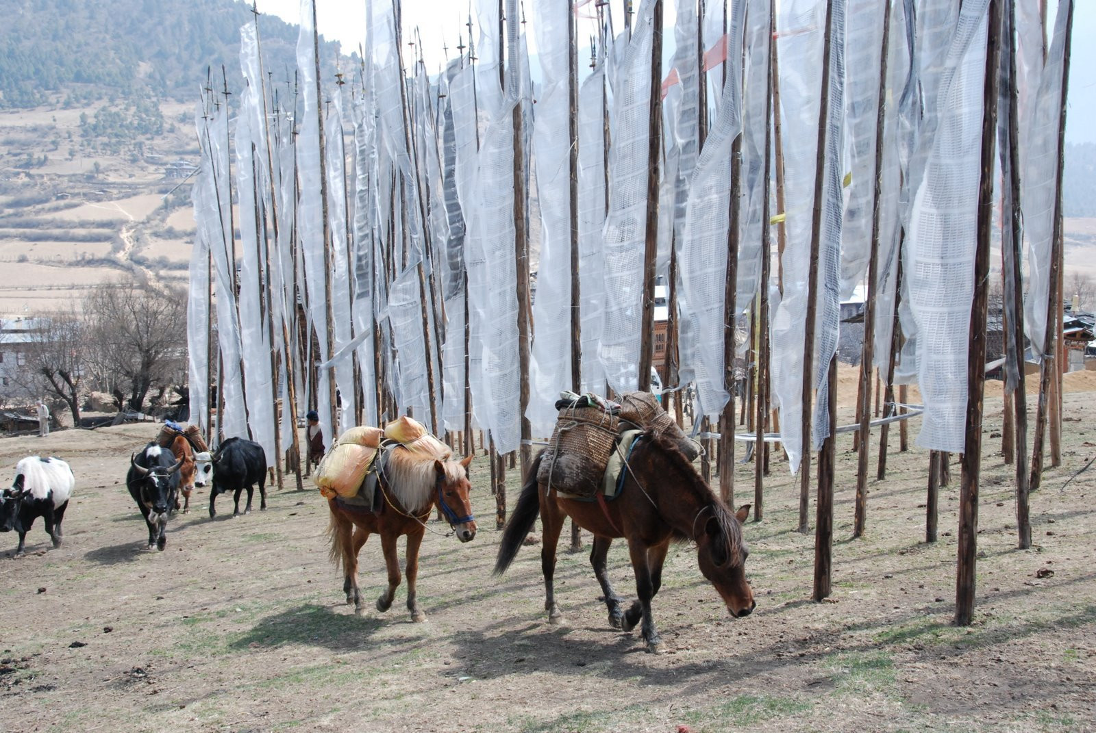 Бутан, фото № 4723 – фотографии Бутана