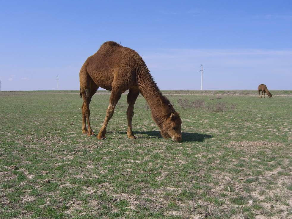 Туркестан, Казахстан, фото № 67608 – фотографии Казахстана