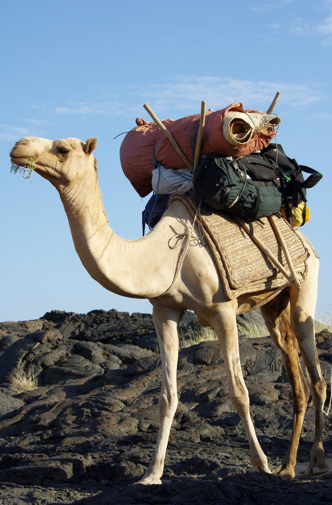 Верблюд в Эфиопии – фотографии Эфиопии