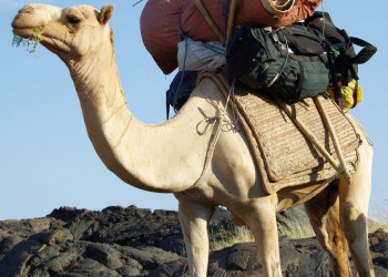 Верблюд в Эфиопии – фотографии Эфиопии