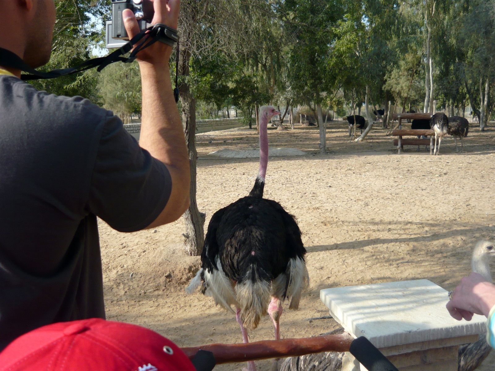 Парк дикой природы Аль-Арин – фотографии Бахрейна
