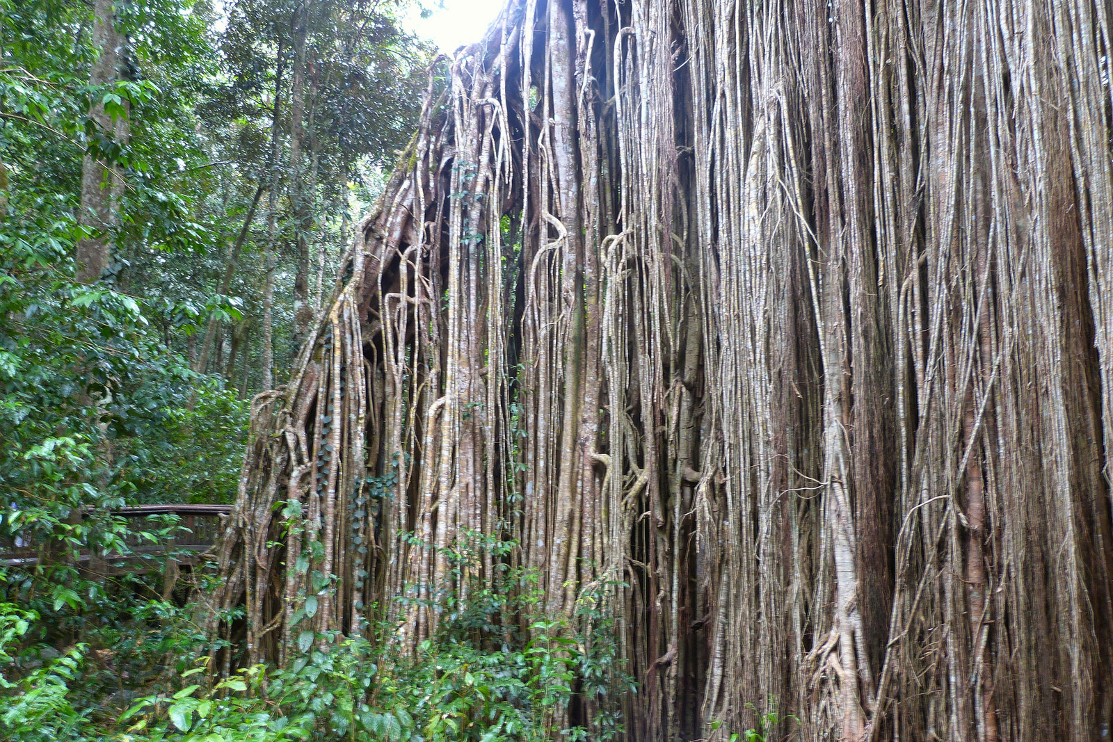 Огромное дерево-занавес (Curtain Fig Tree) – фотографии Австралии