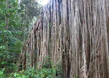 Огромное дерево-занавес (Curtain Fig Tree) – фотографии Австралии
