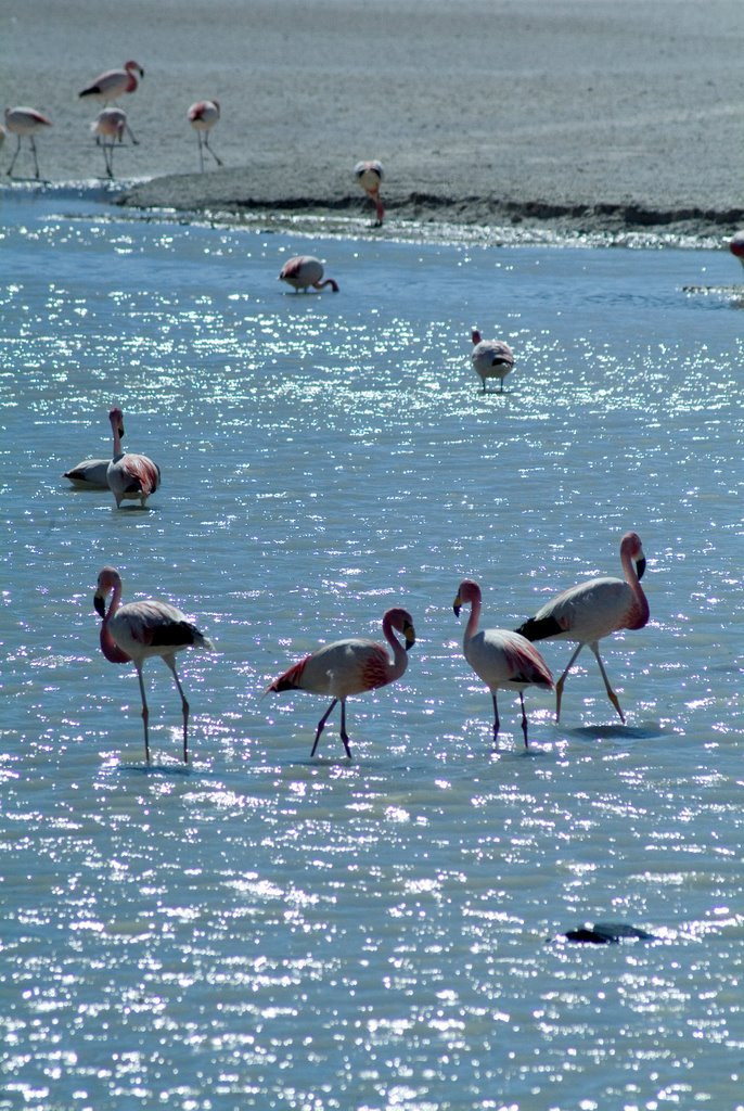 Боливия, фото № 2887 – фотографии Боливии