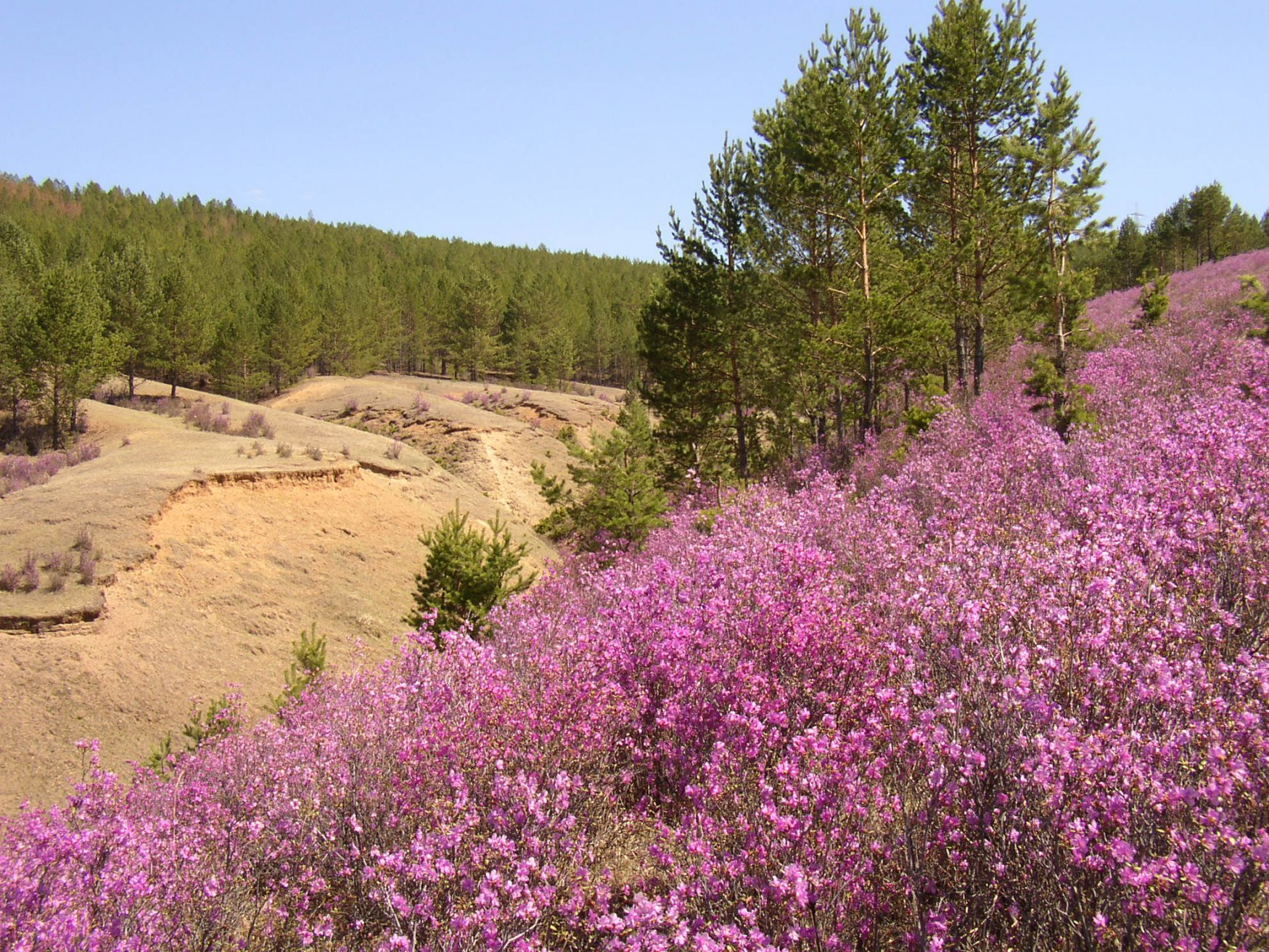 Природа в Дарасун, Россия. Фото 2 – фотографии России