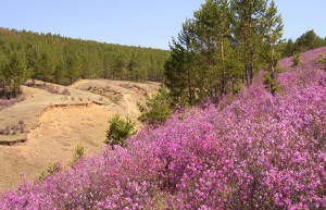 Природа в Дарасун, Россия. Фото 2 – фотографии России