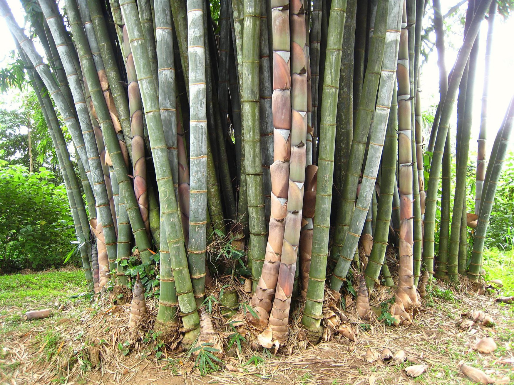 Канди, Шри-Ланка, фото № 51406 – фотографии Шри-Ланки