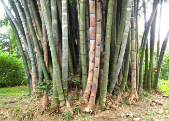 Канди, Шри-Ланка, фото № 51406 – фотографии Шри-Ланки