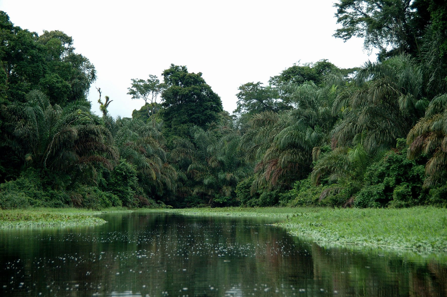 Тортугеро Национальный парк, Лимон провинция, Коста-Рика, фото № 40331 – фотографии Коста-Рики
